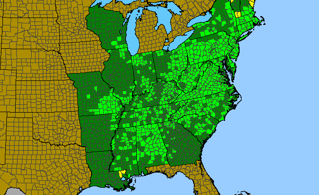 The range of Quercus coccinea